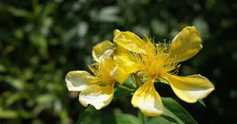 乾燥花迷信|オトギリソウ（ヒペリカム）の花言葉と由来 